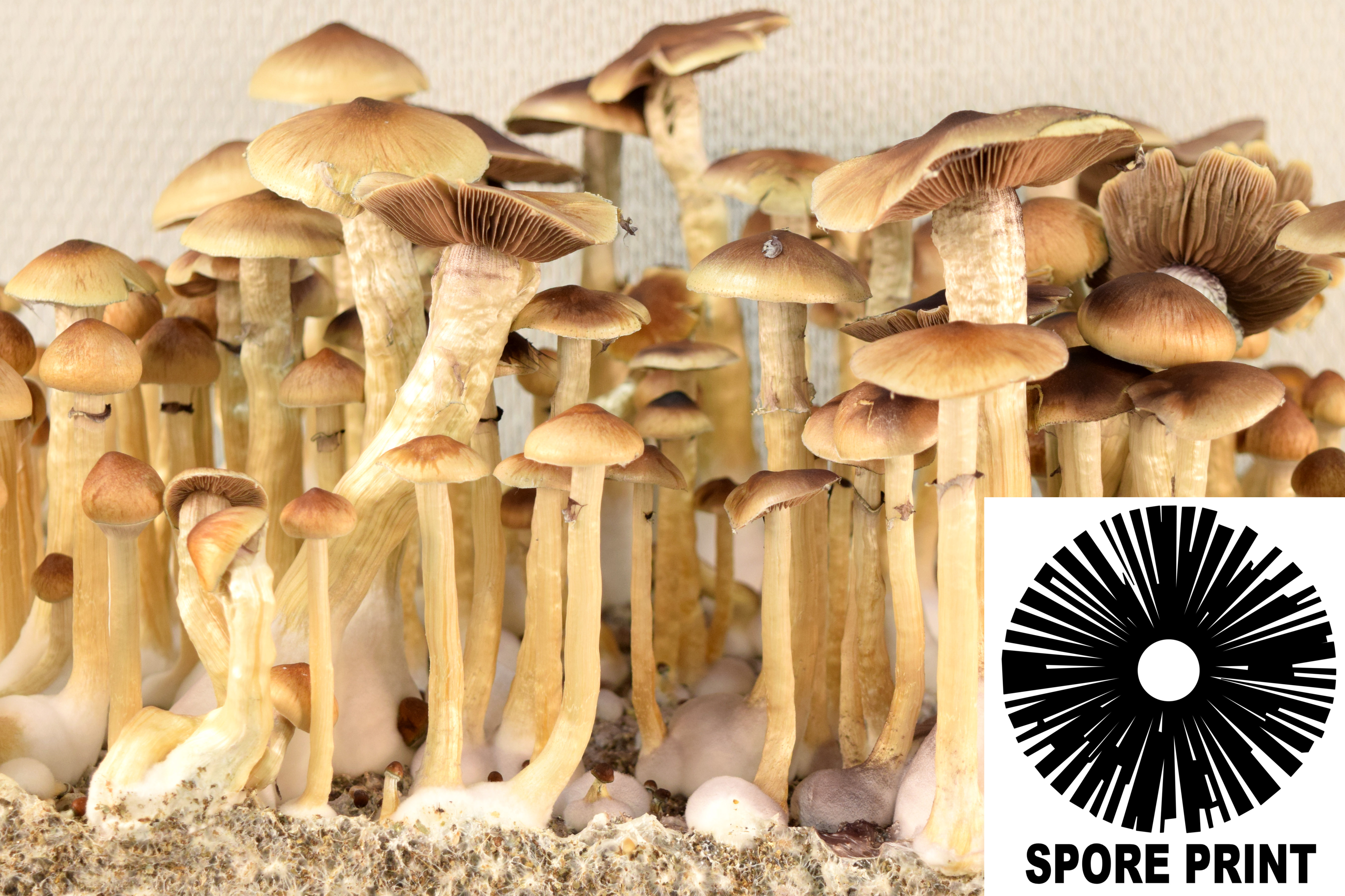 Psilocybe cubensis : McKennaii Spore Print